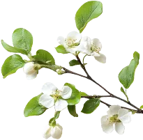 Categories Right Icon