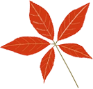 Categories Left Icon